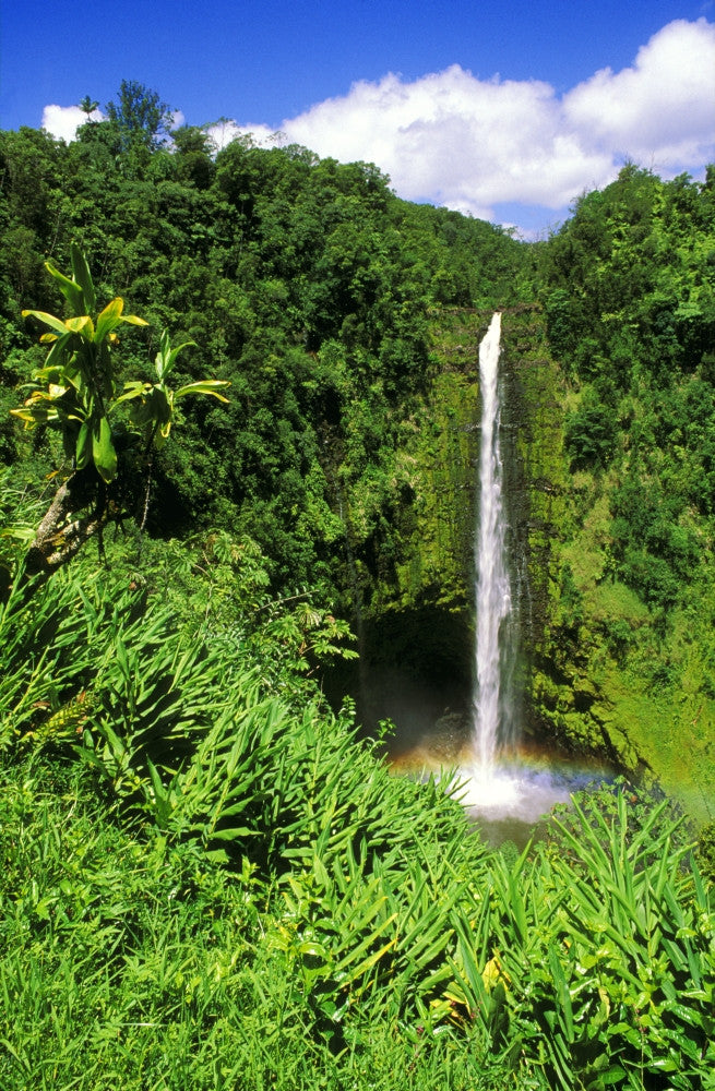 Lush Akaka Falls Fine Art Print by Russ Bishop - Hawaii