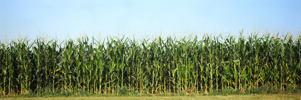 Corn Crop in a Field, Wisconsin Fine Art Print by Panoramic Images