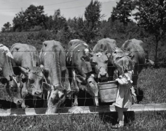 Girl Feeding Cows Fine Art Print - Available in Multiple Sizes