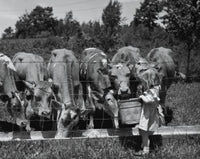 Girl Feeding Cows Fine Art Print - Available in Multiple Sizes