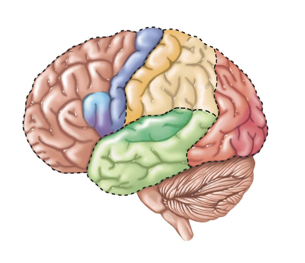 Functional Lobes of the Human Brain Fine Art Print by TriFocal Communications