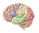 Functional Lobes of the Human Brain Fine Art Print by TriFocal Communications