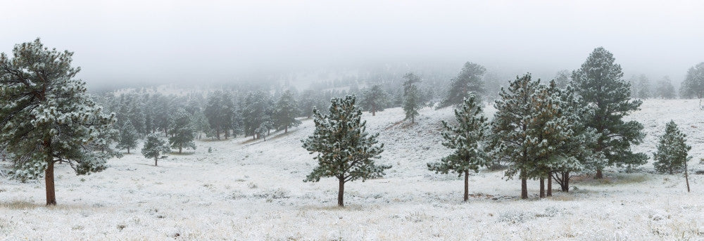 Trees on a Snow-Covered Landscape Fine Art Print by Panoramic Images