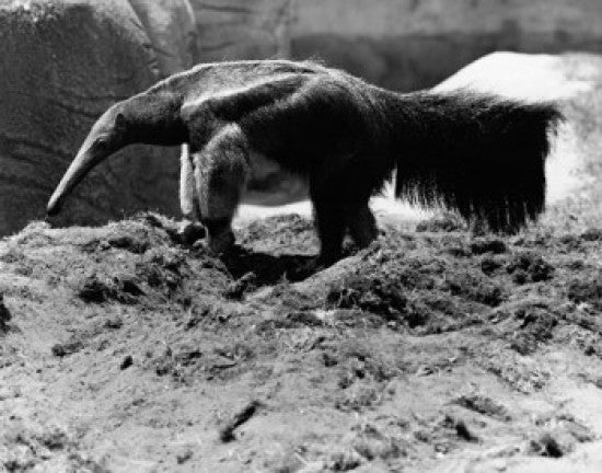 Anteater Standing on Dirt Fine Art Print - Multiple Sizes Available