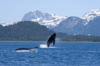 Humpback Whale Calf Breaching Fine Art Print - Glacier Bay, Alaska