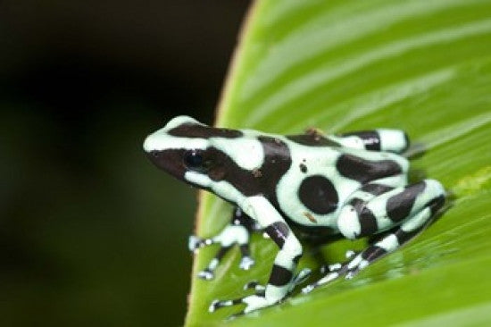 Close-up of Green and Black Poison Dart Frog on Leaf - Costa Rica Poster Print by Panoramic Images