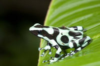Close-up of Green and Black Poison Dart Frog on Leaf - Costa Rica Poster Print by Panoramic Images