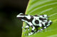 Close-up of Green and Black Poison Dart Frog on Leaf - Costa Rica Poster Print by Panoramic Images