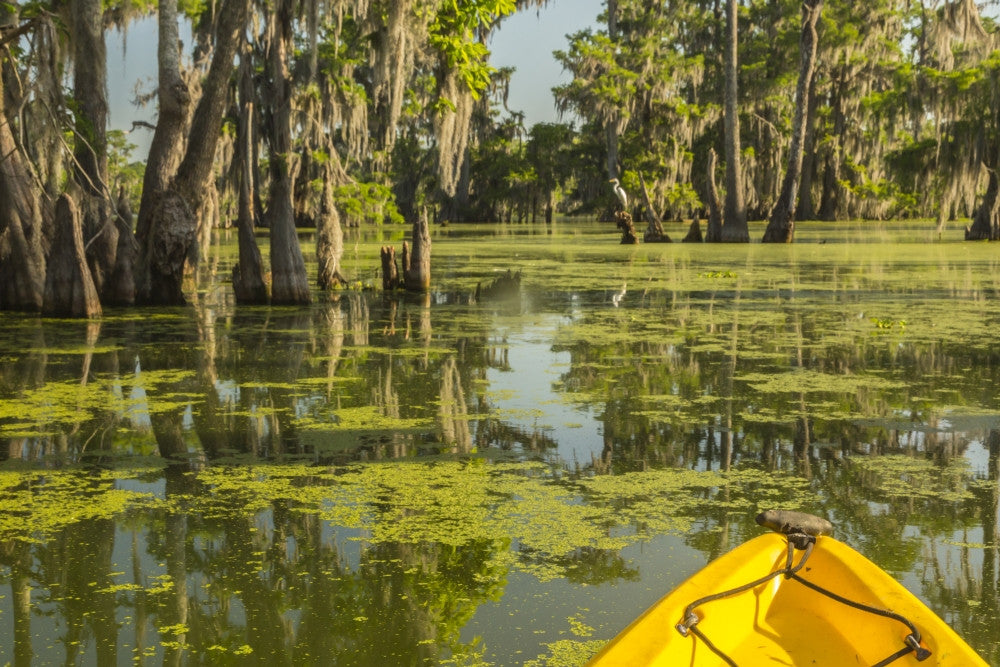 Kayaking in Cypress Swamp Forest Fine Art Print by Jaynes Gallery