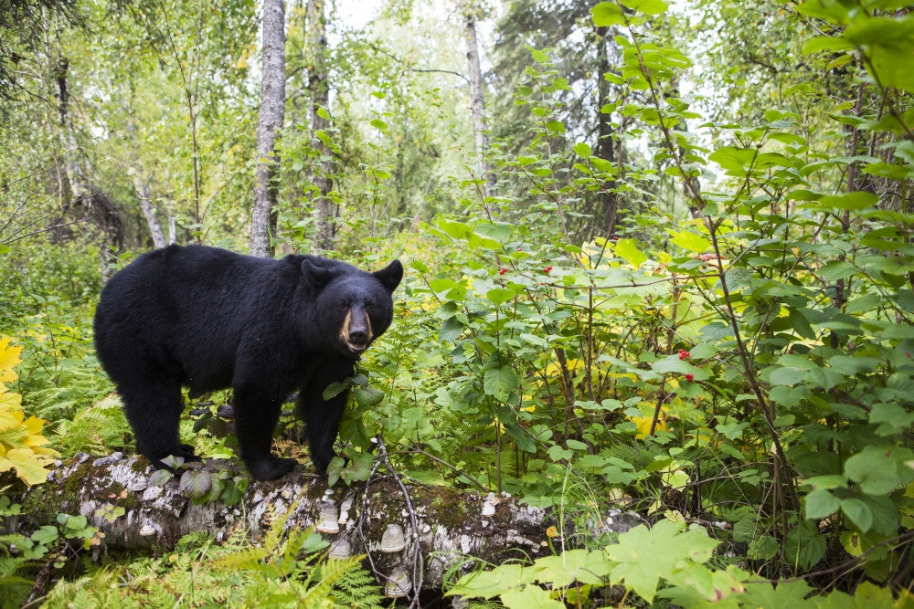 Black Bear Fine Art Print by Charles Vandergaw - Lush Forest Scene