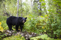 Black Bear Fine Art Print by Charles Vandergaw - Lush Forest Scene