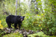 Black Bear Fine Art Print by Charles Vandergaw - Lush Forest Scene