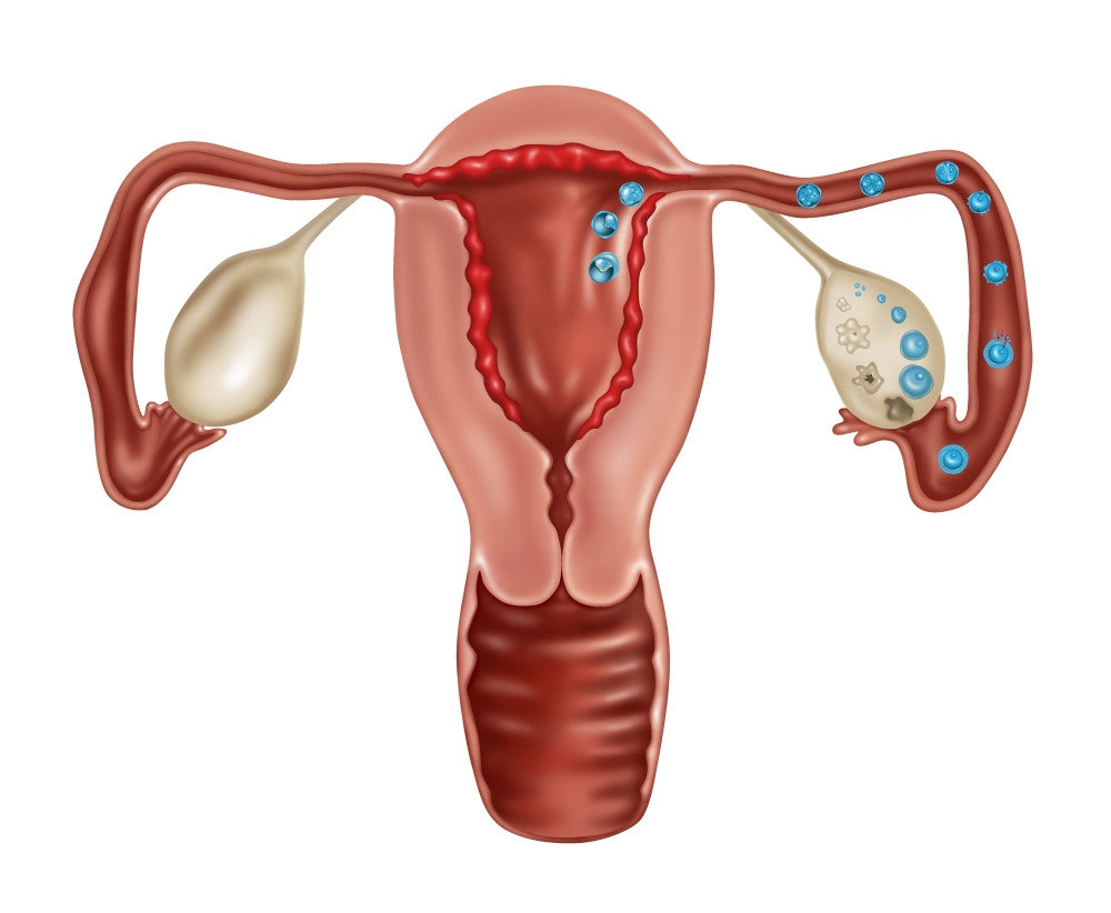 Ovulation and Fertilization Illustration Poster Print by Gwen Shockey