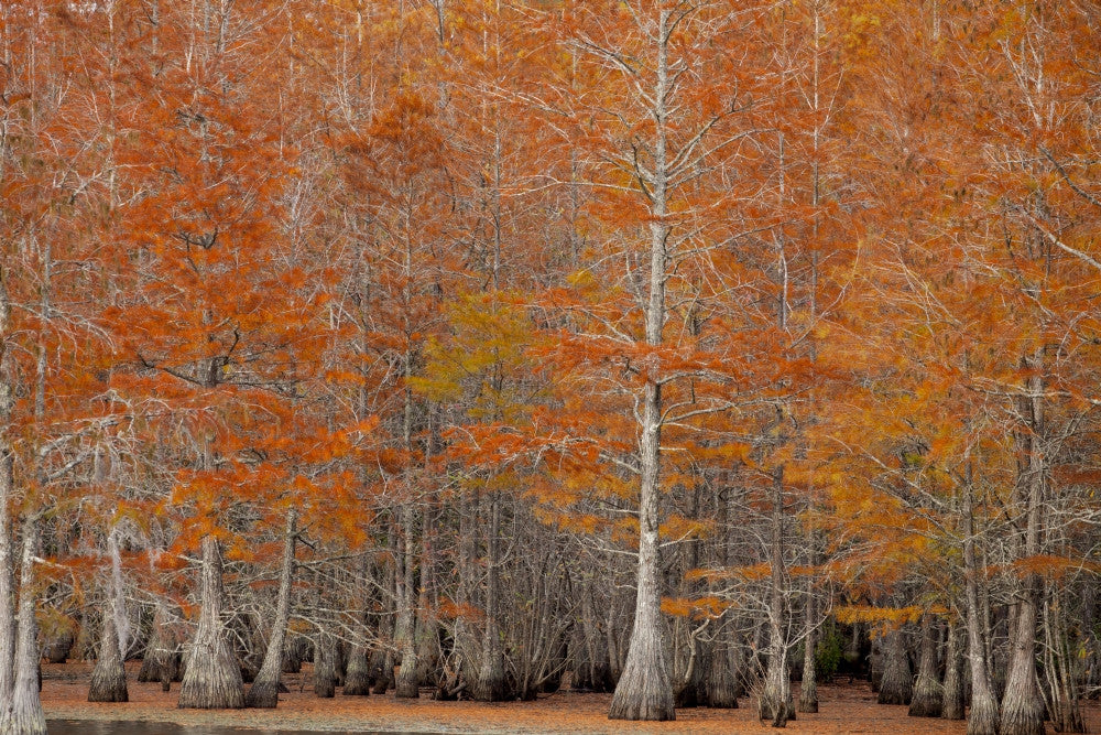 Fall Cypress Trees in George Smith State Park Fine Art Print by Joanne Wells