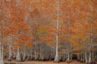 Fall Cypress Trees in George Smith State Park Fine Art Print by Joanne Wells