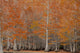 Fall Cypress Trees in George Smith State Park Fine Art Print by Joanne Wells