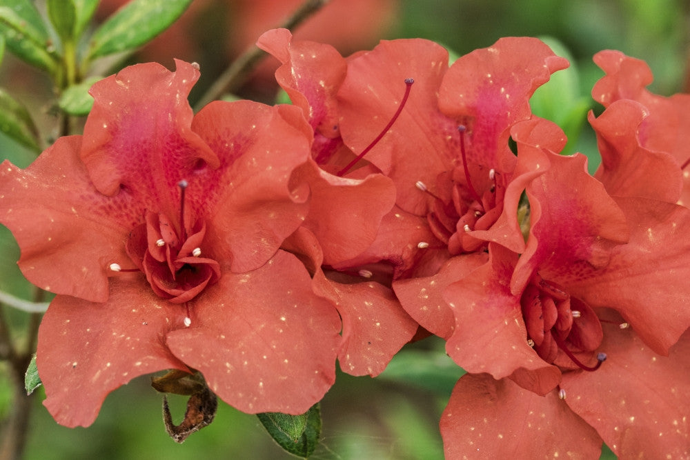 Close-Up Orange Azalea Bush Fine Art Print by Lisa Engelbrecht