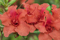 Close-Up Orange Azalea Bush Fine Art Print by Lisa Engelbrecht