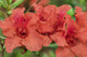Close-Up Orange Azalea Bush Fine Art Print by Lisa Engelbrecht