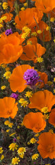 California Poppy Goldfields and Owl's Clover Poster Print - Antelope Valley