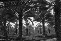 Date Palms in Coachella Valley Fine Art Print by Dorothea Lange