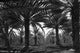 Date Palms in Coachella Valley Fine Art Print by Dorothea Lange