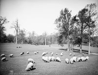 Brooklyn Prospect Park Sheep Grazing Vintage Photograph Print