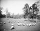 Brooklyn Prospect Park Sheep Grazing Vintage Photograph Print