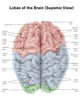 Superior View of Human Brain Print with Colored Lobes by Alan Gesek