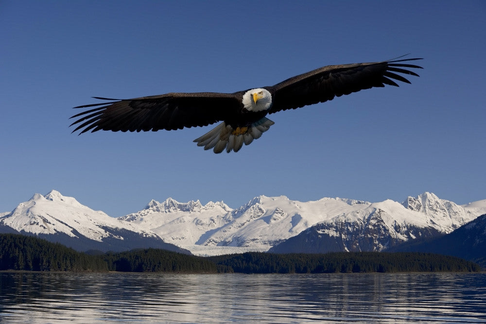Bald Eagle in Flight - Tongass National Forest Art Print