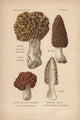 Morel Mushrooms Fine Art Print - Morchella Esculenta by Florilegius