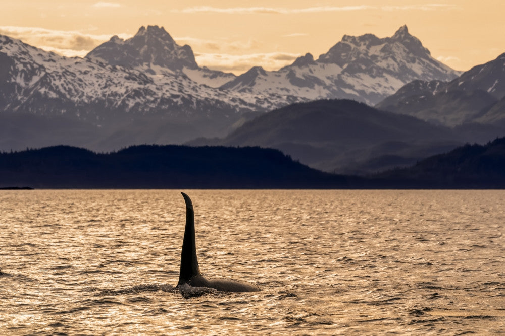 Killer Whale Fine Art Print by John Hyde - Dusk in Alaska