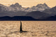 Killer Whale Fine Art Print by John Hyde - Dusk in Alaska