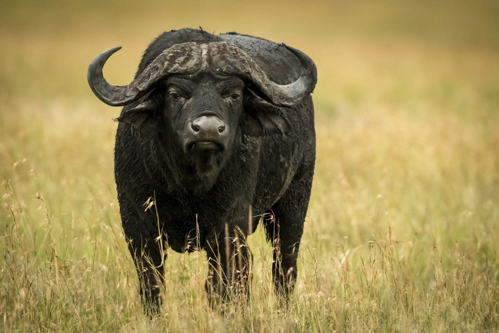 Cape Buffalo Fine Art Print by Nick Dale - Serengeti, Tanzania