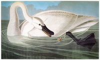 Audubon Trumpeter Swan Fine Art Print - Birds of America