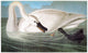 Audubon Trumpeter Swan Fine Art Print - Birds of America