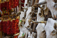 Hunting Trophies and Chili Peppers Market Stall Print - Santa Fe, NM