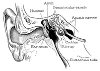 Anatomy of the Ear Canal Fine Art Print - 19th Century Engraving by Granger Collection
