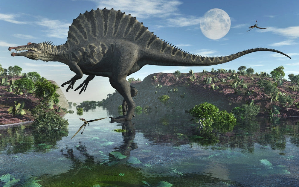 Spinosaurus Cretaceous Period Fine Art Print by Mark Stevenson