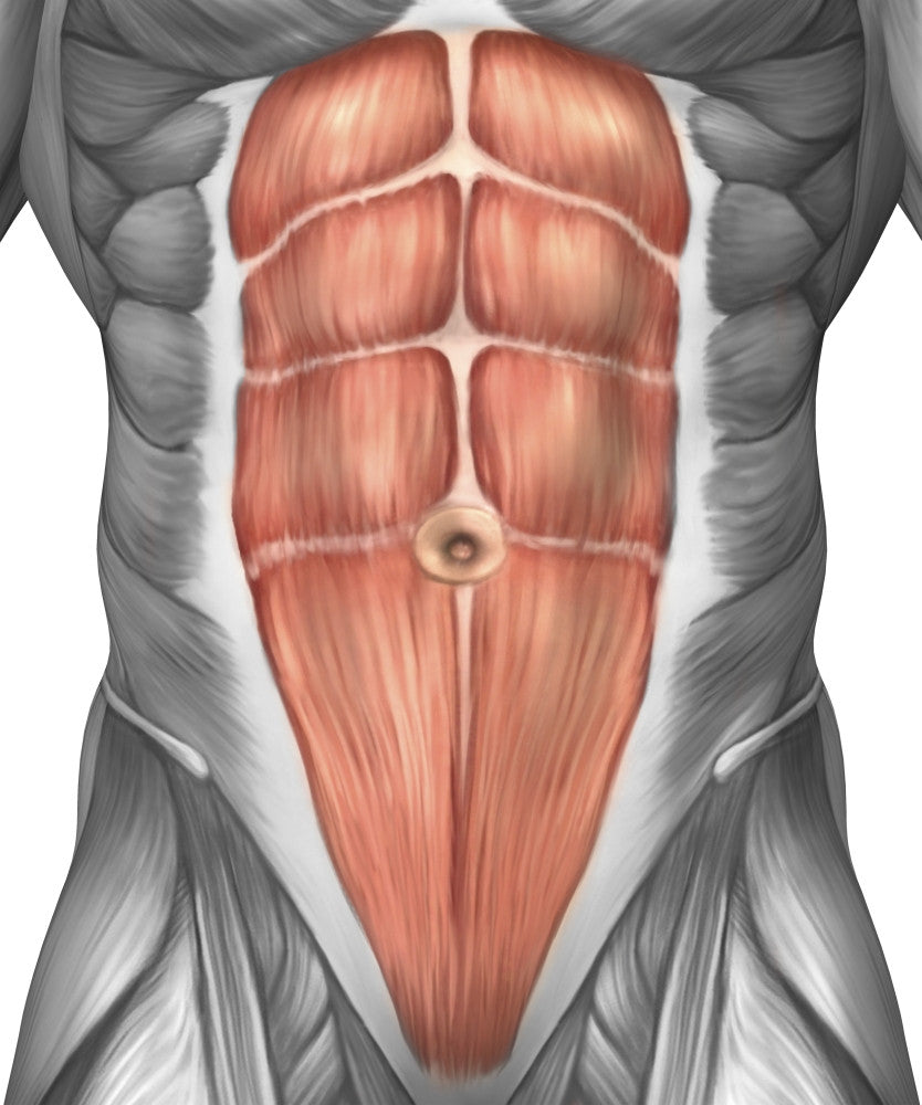 Close-Up View of Male Abdominal Muscles Fine Art Print
