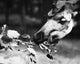 Okapi Fine Art Print - Photographed in 1941 by Granger Collection