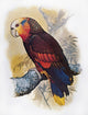 St. Vincent Amazon Parrot Illustration by William T. Cooper - Fine Art Print