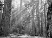 Sun Rays Filtering Through the Forest - Sequoia National Park Photograph by Granger Collection