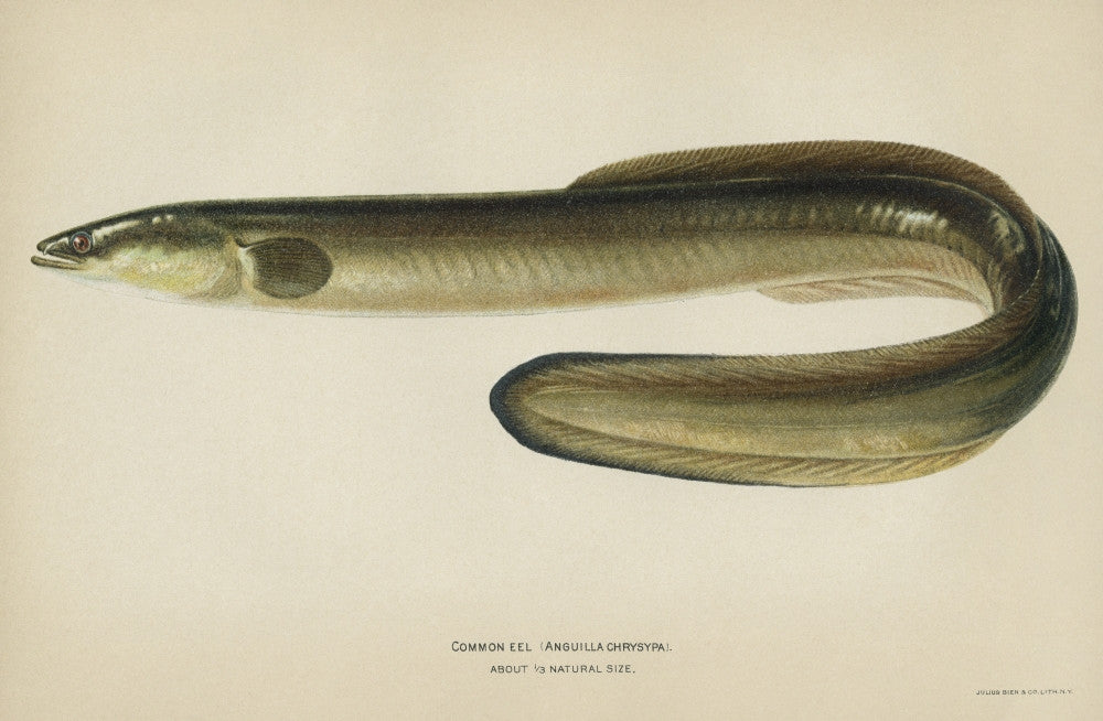 Fish: Common Eel Fine Art Print by Julius Bien & Co. (1903)
