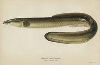 Fish: Common Eel Fine Art Print by Julius Bien & Co. (1903)