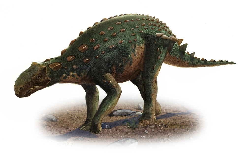 Minmi paravertebra Dinosaur Fine Art Print - Early Cretaceous