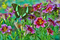 Green Tropical Swallowtail Butterfly Art Print by Darrell Gulin