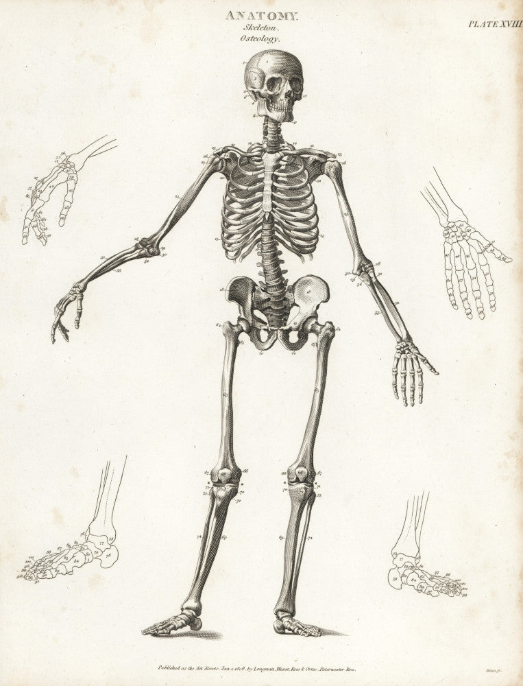 Anatomy of the Human Skeleton Fine Art Print by Florilegius