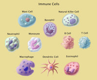 Immune Cells Fine Art Print by Spencer Sutton | Science Source