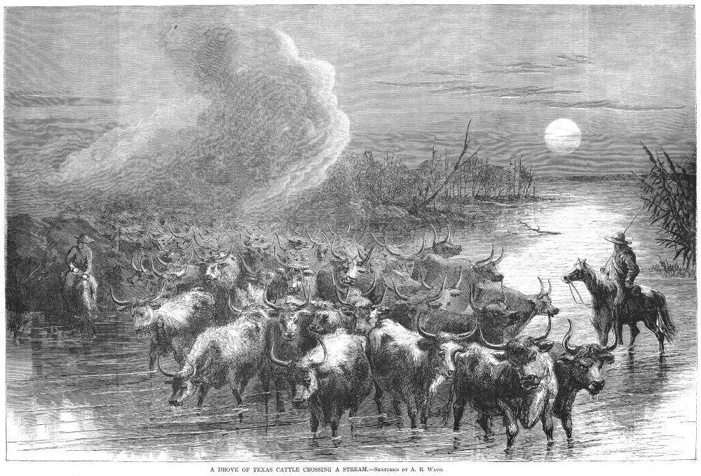 Texas Cattle Drive Fine Art Print - Wood Engraving by Alfred R. Waud